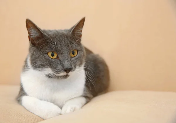 Чарівний кіт на дивані — стокове фото