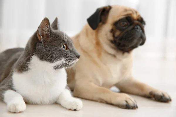 Rozkošný Mops a roztomilý kočka — Stock fotografie