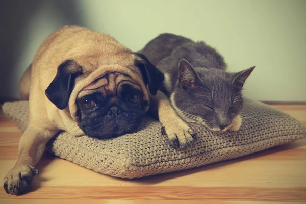 Adorable pug and cute cat — Stock Photo, Image