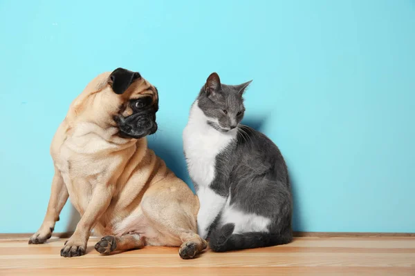 Adorável pug e bonito gato — Fotografia de Stock