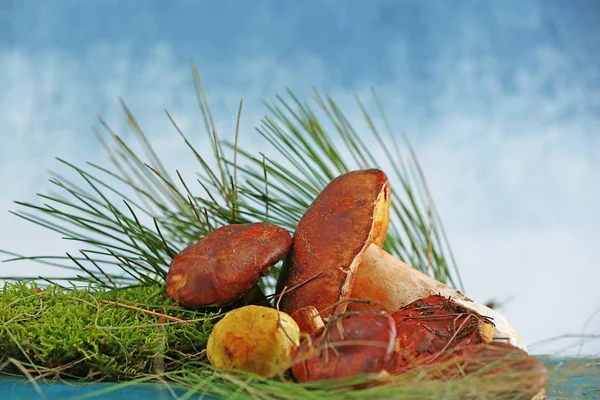 모스와 신선한 버섯 — 스톡 사진