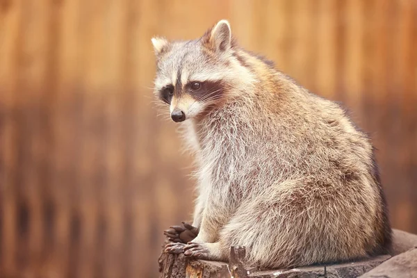 Cute funny raccoon — Stock Photo, Image