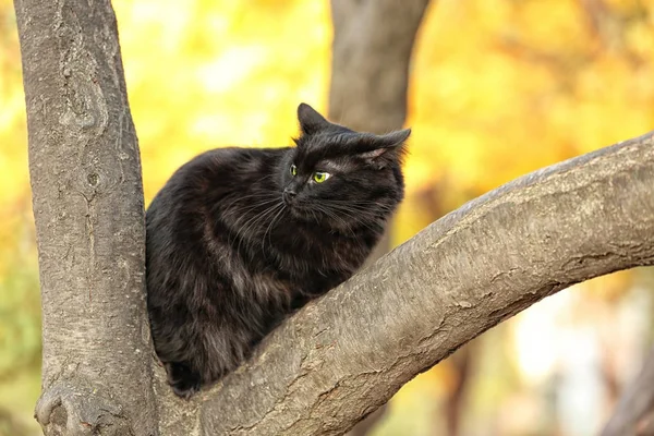 Гарненька чорна кішка — стокове фото