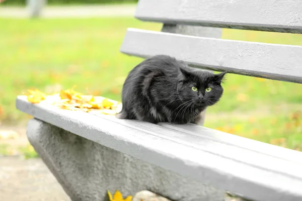 Милая черная кошка — стоковое фото