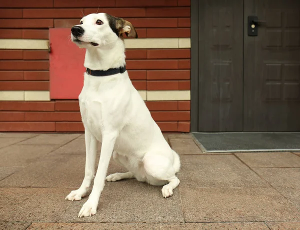 Cão ratonero andaluz ao ar livre — Fotografia de Stock