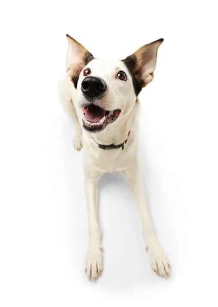 Zabawny pies andaluzyjski ratonero — Zdjęcie stockowe
