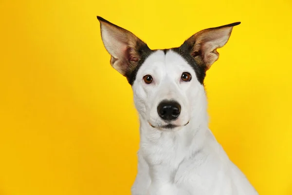 Divertido perro ratonero andaluz — Foto de Stock