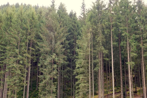 Krásný les s jehličnatých stromů — Stock fotografie