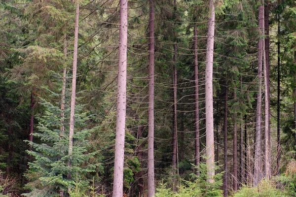 Hermoso bosque con árboles de coníferas —  Fotos de Stock