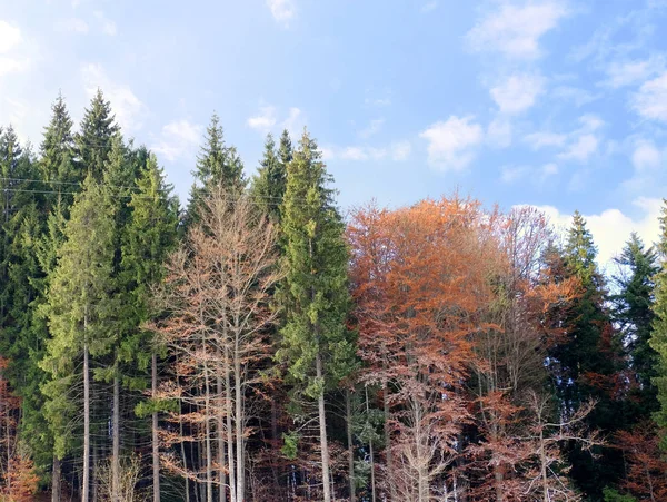 Bosque con árboles de coníferas —  Fotos de Stock