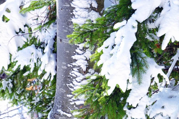 Árbol de coníferas cubierto de nieve —  Fotos de Stock