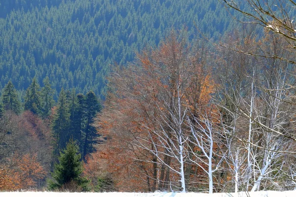 Vakker skog på høstdagen – stockfoto