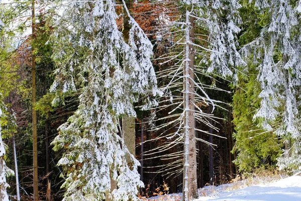 Lesní stromy ve sněhu — Stock fotografie