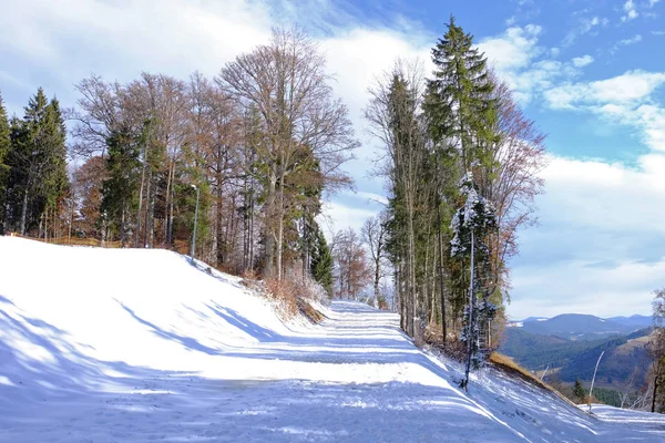 güzel manzara orman ile