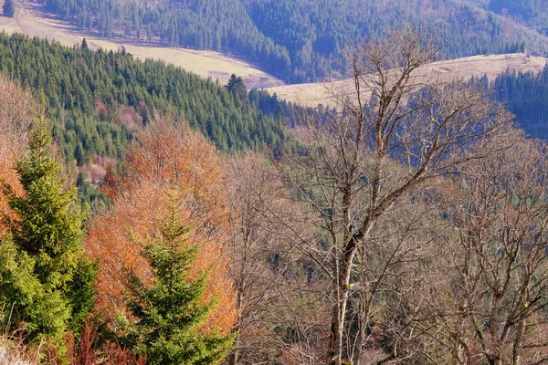 Schöne Landschaft mit Nadelwald — Stockfoto