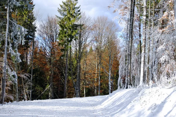 Bella foresta il giorno d'inverno — Foto Stock