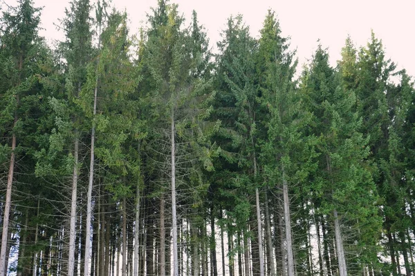 Bela floresta com árvores coníferas — Fotografia de Stock