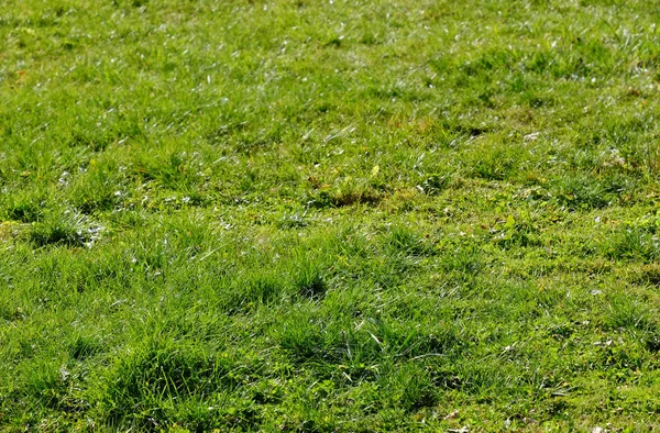 Grüner Rasen an sonnigem Tag — Stockfoto