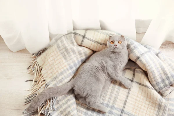 Lindo gato acostado en suave cuadros — Foto de Stock