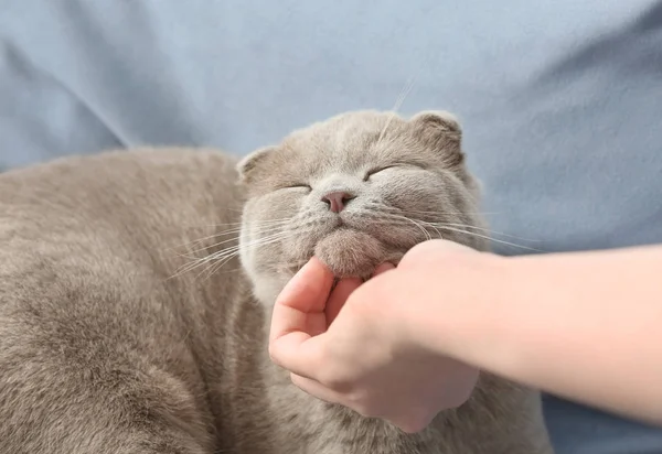 Eigenaar strijkende schattige kat — Stockfoto