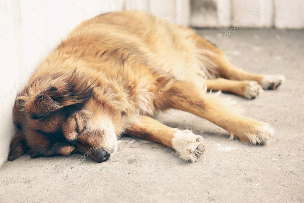 Homeless dog sleeping 