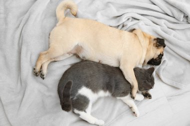 Çok güzel pug ve sevimli kedi