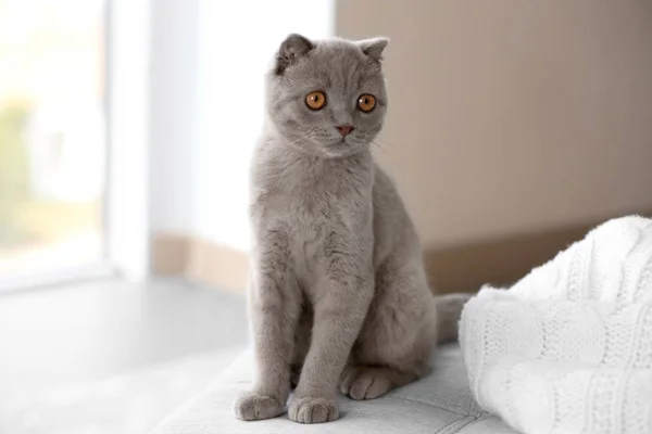 Sevimli İngiliz yavru kedi — Stok fotoğraf