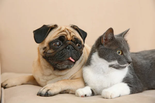 Очаровательный мопс и милая кошка — стоковое фото