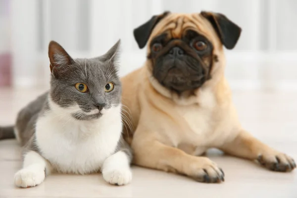 Очаровательный мопс и милая кошка — стоковое фото