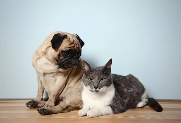 Adorable pug and cute cat — Stock Photo, Image