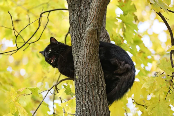 Gato negro divertido — Foto de Stock