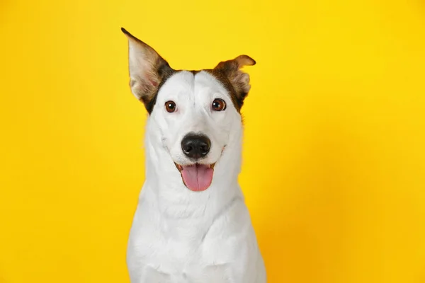 Cane ratonero andaluso — Foto Stock