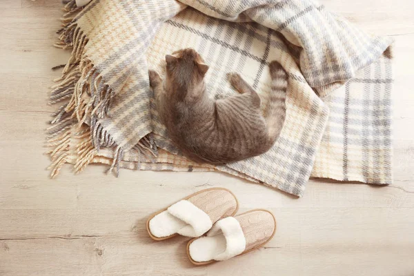 Carino gatto sdraiato — Foto Stock