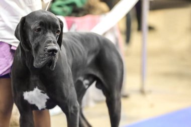 Sevimli köpek sahibi ile 