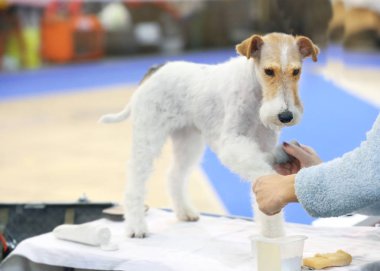 Köpek bakımı sahibi 