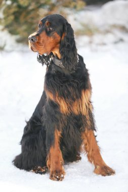 şirin komik köpek