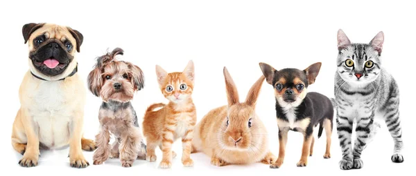 много животных на белом фоне. породы собак. дружелюбные породы собак для детей 4-5 лет. выбрать питомца. They are pets.