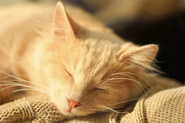 Lindo gato mintiendo —  Fotos de Stock