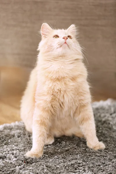 Милий грайливий кіт — стокове фото