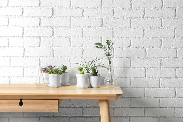 Succulente sul tavolo di legno — Foto Stock