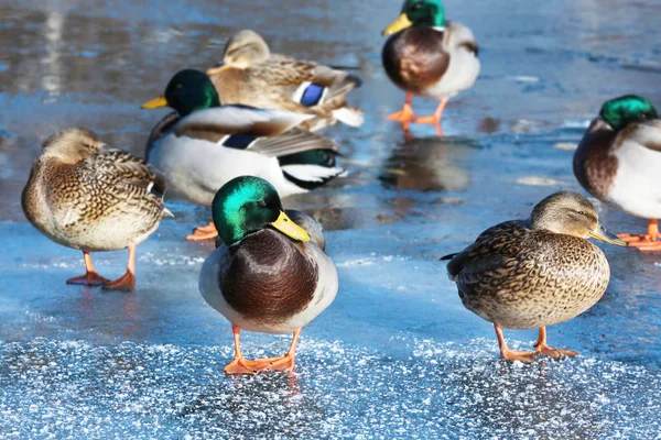 Enten auf gefrorenem See — Stockfoto