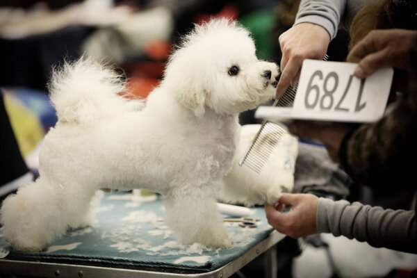 Barber cutting hair of dog 