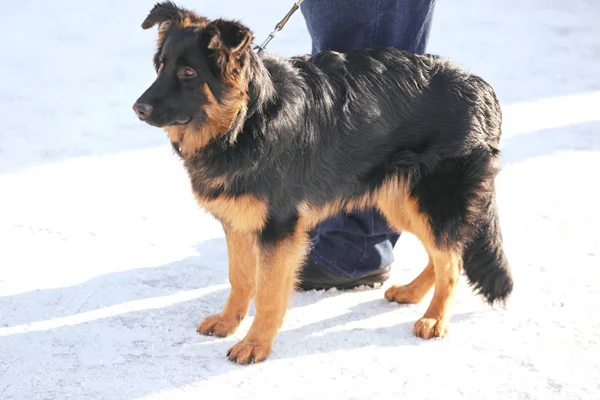 Chien drôle mignon avec propriétaire — Photo