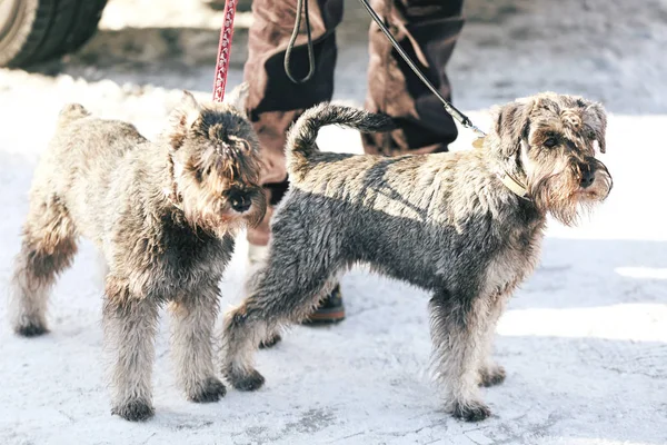 Chiens drôles mignons — Photo