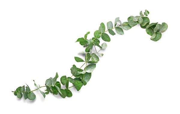 Green eucalyptus branches — Stock Photo, Image