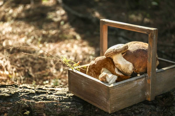 Деревянная корзина с грибами — стоковое фото