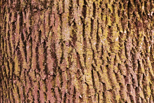 Vista ravvicinata della corteccia dell'albero — Foto Stock