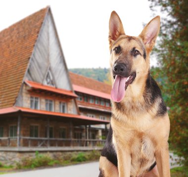 Alman çoban köpeği.