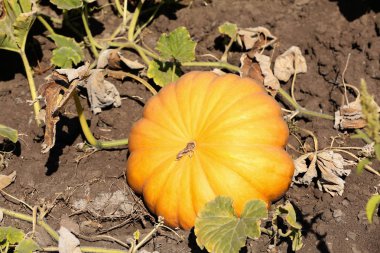 Alanında taze kabak