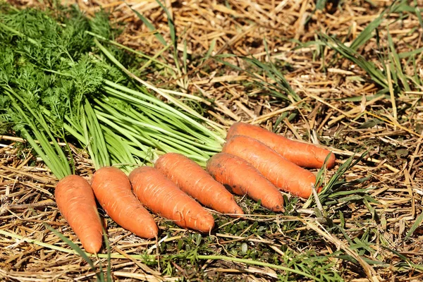 Cenouras frescas no campo — Fotografia de Stock